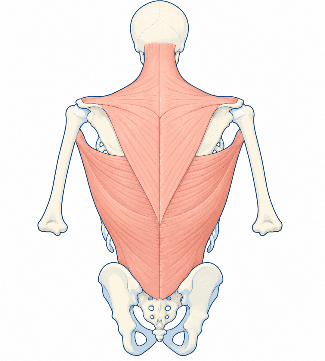 背面の浅層筋と骨格の位置（図: Z-Anatomyを基に作成）