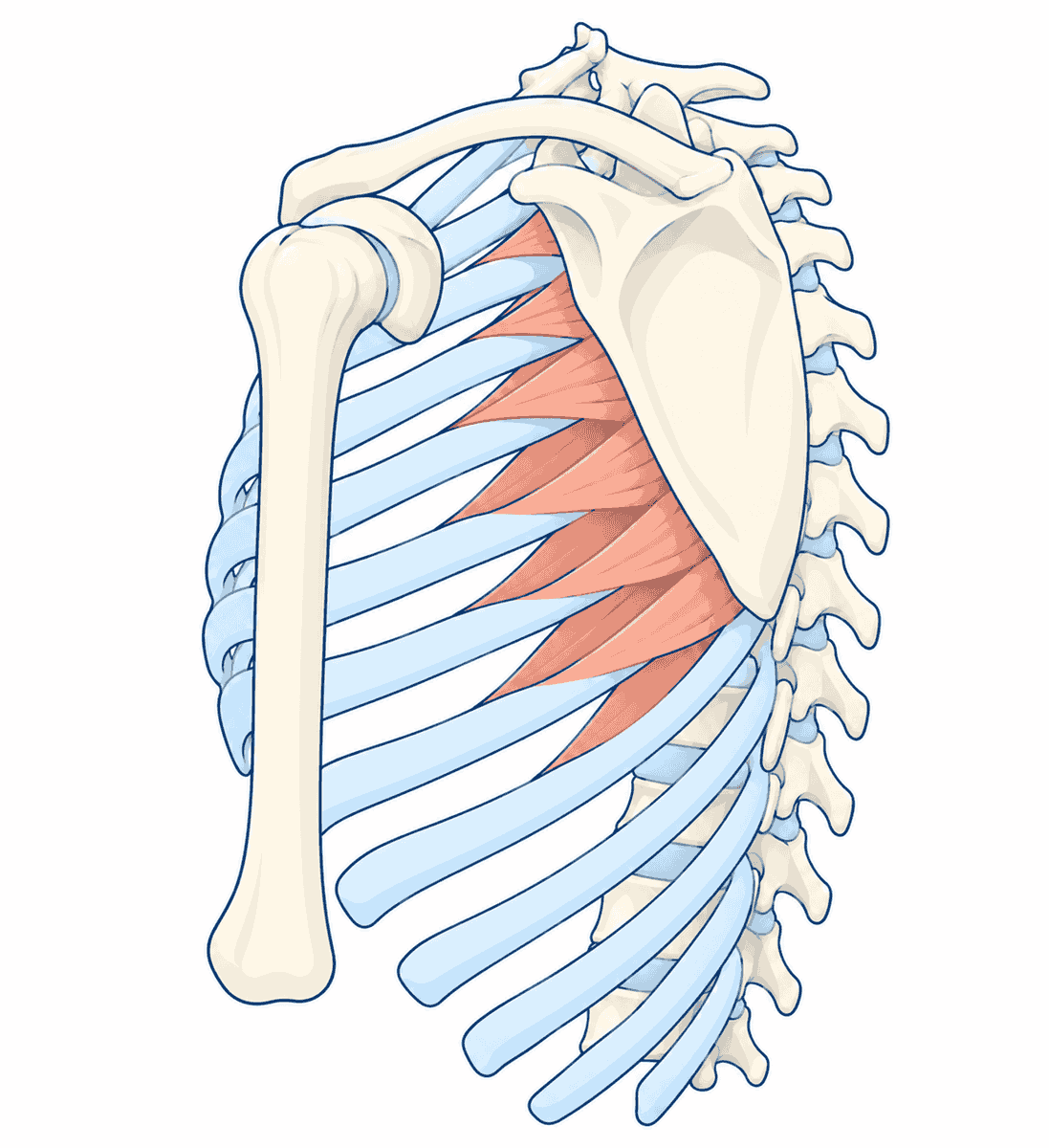 前鋸筋と肩甲骨・胸郭の位置（図: Z-Anatomyを基に作成）
