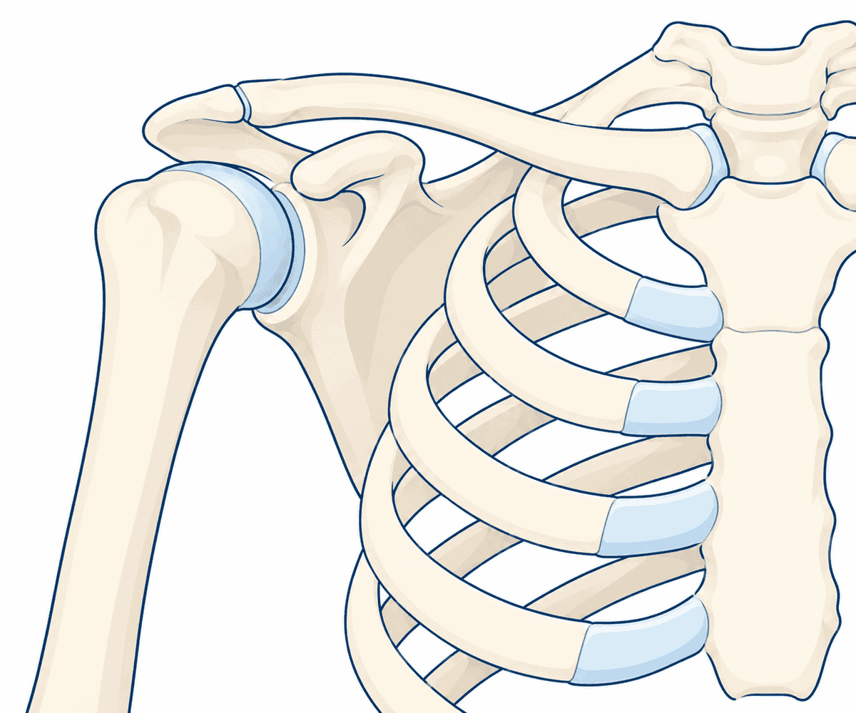 肩関節と鎖骨の位置（前面。図: Z-Anatomyを基に作成）